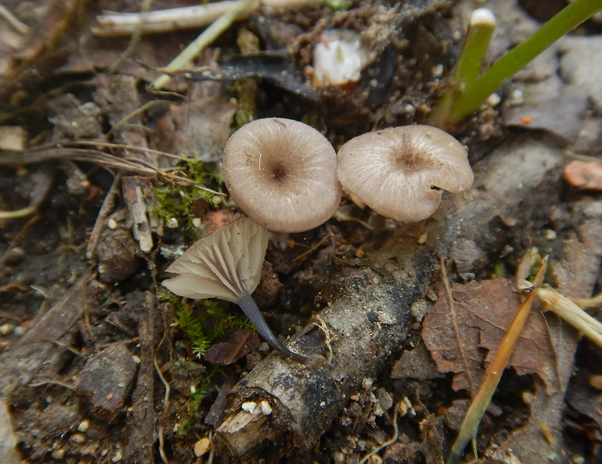Entoloma incarnatofuscescens, 23-07-15